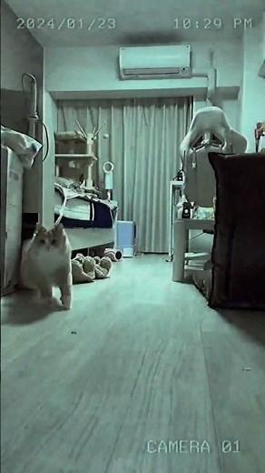 【ホラー？】おわかりいただけただろうか？【恐怖映像？】