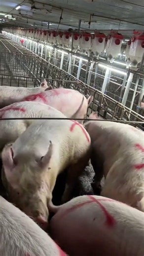 Pig Farmer Safely Loading Pigs into a Truck | Educational Purpose Only