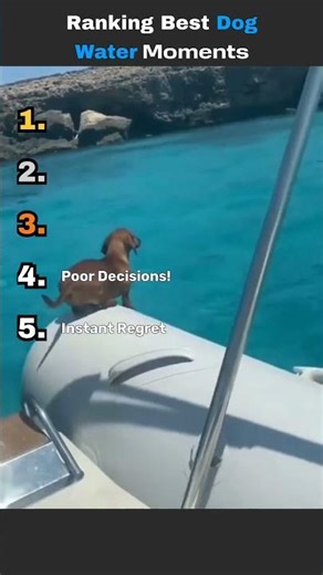 Ranking Best Dog Water Moments #funny #pool #doglife #water #memes