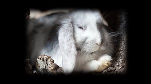 Watch what happens when rabbits overrun an ecosystem with explosive breeding