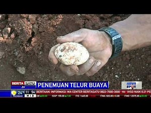 Sejumlah Telur Buaya Ditemukan di Bantaran Kali Cengkareng