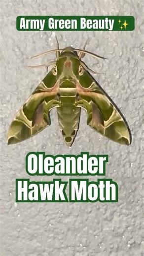 Oleander Hawk Moth 🧬 Daphnis nerii 🦋 Army Green Camouflage Beauty