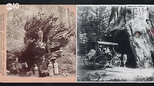 Calaveras Big Tree State Park It's fun in the summer, but winter is also a great time to visit. Bring your snowshoes. Check out our interactive map with more than 450 road trip locations and ideas. https://www.abc10.com/bartells-backroads | John Bartell