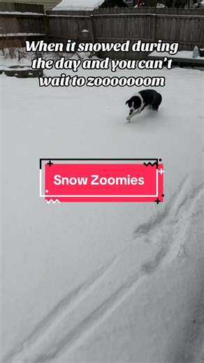 Snow Dog Excitement: Daisy's Joyful Zoomies