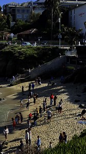 📍La Jolla Cove, San Diego, California 🦭 🌊 #seals #seal #sealions #sealife | The Best of San Diego