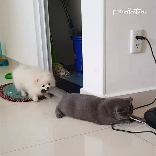 64M views · 78K reactions | Seriously Dude?? | Try Not to Laugh | Facebook