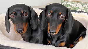 The differences between our Dachshunds Loulou & Coco. | Loulou & Friends