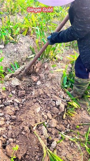 Ginger Gold Harvest | The Fast Pull Technique