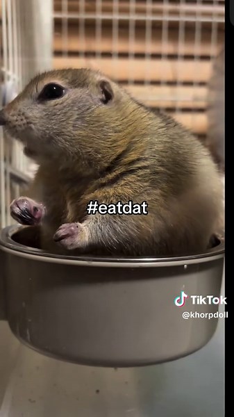 Why Is This Cute Ground Squirrel in a Bowl? 🤔 #eatdat