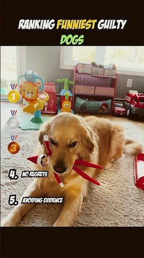 Ranking the funniest guilty dog moments💀