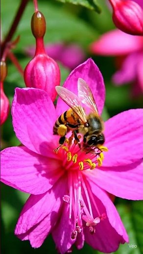 Bee drinking nectar from flower! #nature #bee #viral