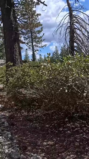 Rubicon Trail on Instagram: "is this just what the doctor ordered? #Rubicon #RubiconTrail #RubiconTrailFoundation #Jeep #toyota #Foryou #tednugent"
