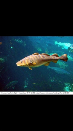 Dorsz – Fiszka 34 | Egzamin na kartę wędkarską