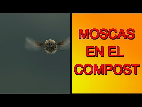 MOSQUITAS DEL COMPOST, COMO SOLUCINAR EL PROBLEMA