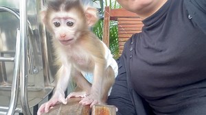 Brave Baby Katy Wanna Touch Lil Brown Dog In Hut | Monkey Harry's Family