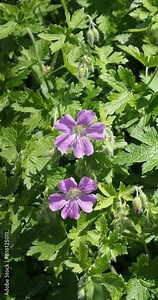 Geranium hybrid gracile 'Sirak' or cranesbill. Densely bushy plant with rounded, lobed lilac flowers with nodding buds on upright stems bearing medium-green slightly wrinkled foliage Stock Video