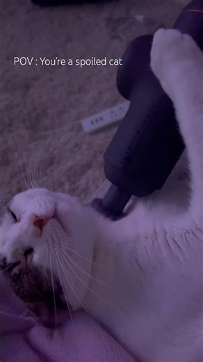 Lucky kitty 🤣💕 #cat #catvideos #cats #fyp