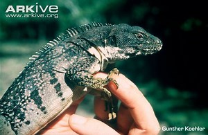 Ctenosaura quinquecarinata - Alchetron, the free social encyclopedia
