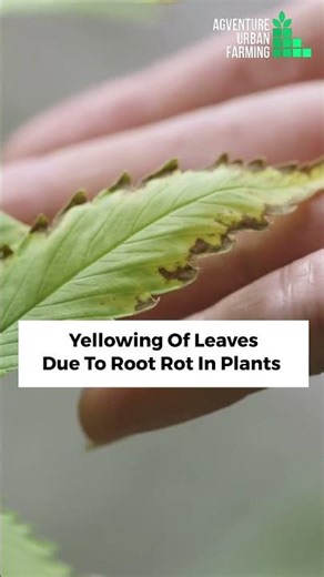 Root Rot Disease Symptoms in Plants | Plant Root Rot Diseases