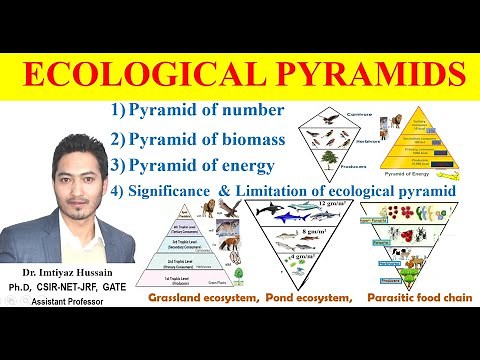 Ecological Pyramids; Pyramid of number biomass and energy #trophiclevel Significance & Limitations
