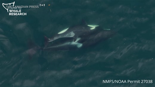 Drones show orcas using kelp to groom each other