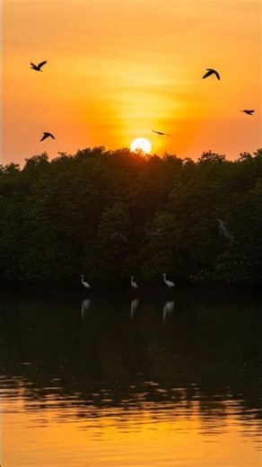 Magical Sunset in the Sundarbans | Golden Hour in the Mangrove Forest