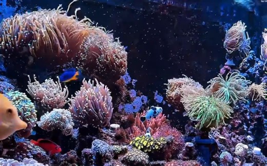 15天连更，9/15每缸。LPS混养缸。每天的治愈时光，抱狗看缸。