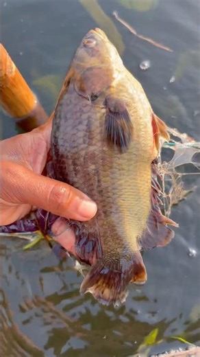 ৫০০ ওজনের কৈ মাছ পেলাম😮 #fishing #villagerlifestyle #fishingtechniques #fish #fishingtips #shorts