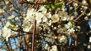 Blossoming of cherries, sweet cherries and bird cherry. Beautiful fragrant white flowers on the branches during the golden hour. The flowers are collected in long dense drooping brushes. Wind blows