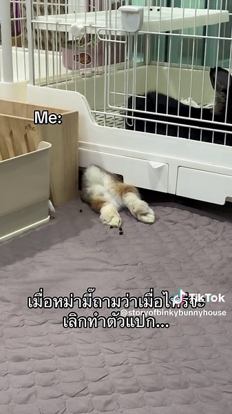 Story of Binky Bunny House บน TikTok