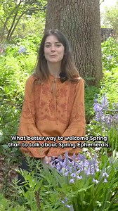 Meet spring ephemerals 🌸🌼🌱 These enchanting plants burst into bloom as early spring emerges, only to gracefully fade away as summer takes its place. Find Virginia bluebells, Eastern Shooting Star, and Bleeding Heart blooming in the gardens this spring. #topplantpicks #cheekwoodbotanicalgardens #botanicalgardens #springephemerals | Cheekwood