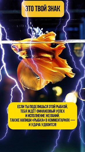 Vector Tarot on Reels