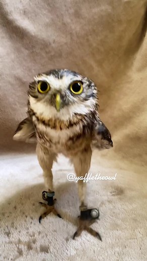 Cute Owl Shaking and Swimming Compilation