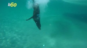 109K views · 2.4K reactions | The Lobster Diving Dog is back with 4Ocean to help clean up our oceans! | 4ocean | Facebook