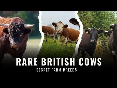 7 Rare British cattle Breeds You Need to Know About