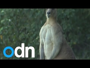 MUST WATCH: Giant kangaroo moves into suburb