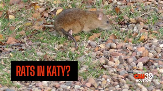 Houston pest expert shares most common pests in Texas