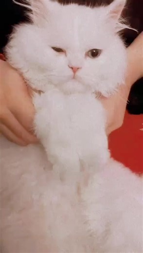 Doctor Honeey (@doctrhoney)’s videos with original sound - Doctor Honeey