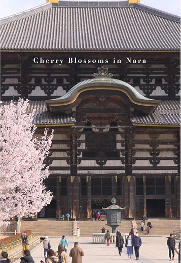 奈良の桜名所を巡る静かな春の旅