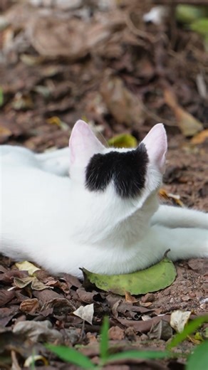 can you see the heart on his head? #catshorts #cutekitten 🧿🤗🐈#viralkitty