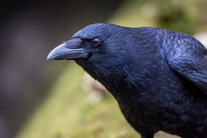 Crows Can Understand Geometry