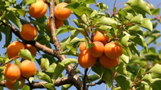 19K views · 645 reactions | Secrets Revealed ; This fruit is the secret behind longevity among the HUNZA peopl.. - A must Watch !. | Soul Health and Wellness Centre - Oheneba Centre | Facebook