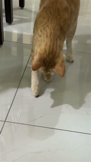 See the real kill by Rex