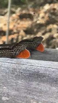 Anole Lizard Displaying Its Bright Orange Dewlap
