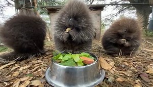 A quiet breakfast. 'Tis the season for snacking, and our young porcupines are always ready for some nibbling to go along with their thoughtful reflection on the art and science of nibbling. We are pretty sure that in the porcupine world, the loud sounds of nibbling are compliments to the chef. Did you know that porcupines are one of the animals you can help through sponsorships? We have several species of animals that you can purchase sponsorships for which will provide one year of care for an a