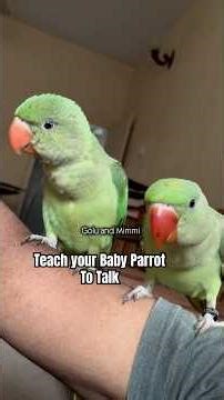 Teach Baby Parrot To Talk #talkingparrot #parrottalking #rawparrot #alexanderparrot #alexandrine