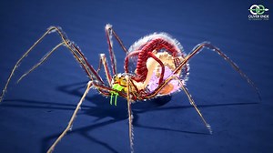 The Amazing Anatomy of Spiders