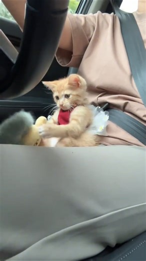 last kitten wasn't expecting that 🤣#cat