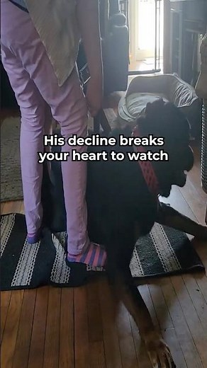 Before You Buy Hemp Oil for Dogs… Watch This First