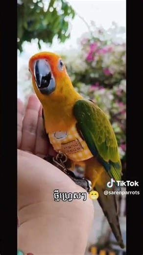 Parrot talking for parrots#parrot #shorts #youtubeshorts #parrotsong #entrainment #birds #pets